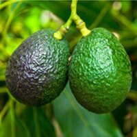 Two Persea 'Hass' Avocado 10" Pot hanging from a branch, one ripening with a dark skin and the other bright green, set against a blurred green foliage background.