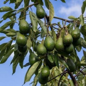 Persea 'Hass' Avocado 10" Pot avocados hanging from a tree branch against a clear blue sky.