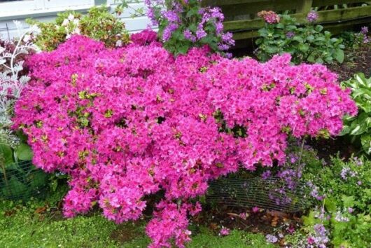 Large, vibrant pink Azalea 'Purple Glitters' 6" Pot bushes in full bloom in a garden, with greenery in the background.