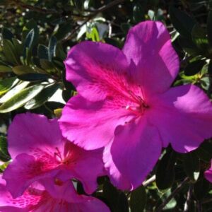 Close-up of vibrant purple Azalea 'Purple Glitters' 6" Pot flowers in full bloom, with sunlight illuminating the petals and dark green leaves in the background.