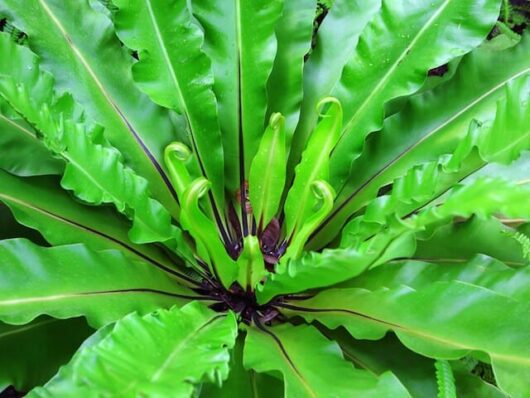 Close-up of a vibrant green Asplenium 'Birds Nest Fern' 4" Pot with curly fronds and dark central stem.