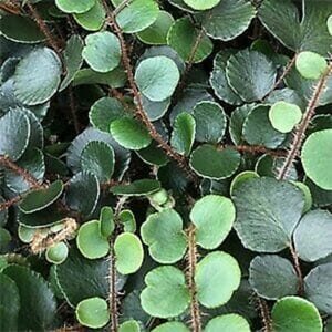 Close-up of Pellaea 'Button Fern' 4" Pot with green round-leaved foliage and visible stems, covering the frame densely.