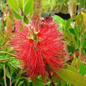 Close-up of a Callistemon Endeavour Bottle Brush 45L Pot (Eco Grade) with a red flower and green leaves, highlighting nature's vibrant endeavor.