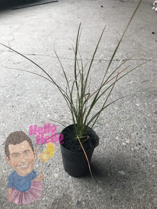A Carex 'Orange Sedge' 3" Pot plant on a concrete surface, next to a colorful sidewalk chalk drawing of a smiling child and the words "hello hello.