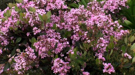 A dense cluster of Rhaphiolepis 'Cosmic Pink ™' Indian Hawthorn 6'' Pot flowers with lush green leaves.