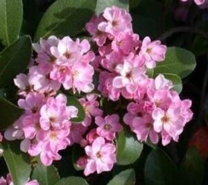 Cluster of Rhaphiolepis 'Cosmic Pink ™' Indian Hawthorn 6'' Pot mountain laurel flowers in full bloom, set against a backdrop of green leaves.