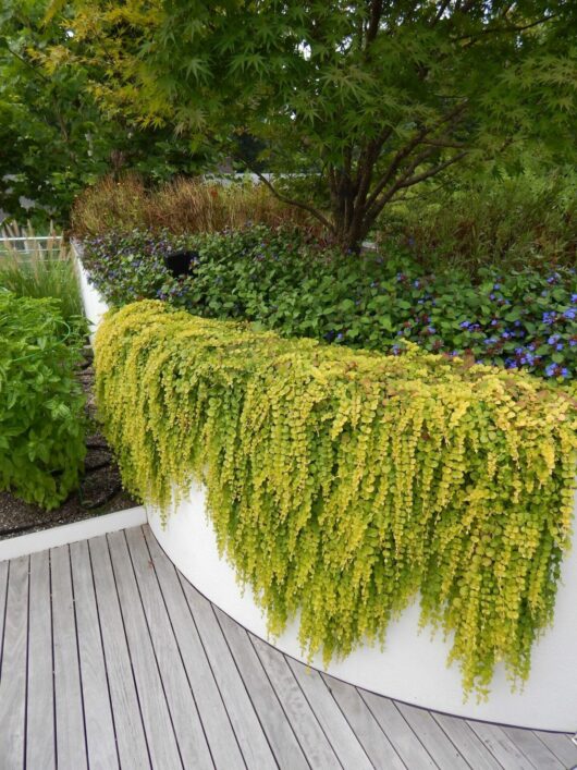 A lush garden with cascading Lysimachia 'Creeping Jenny' 6" Pot over a curved white wall, adjacent to a wooden boardwalk, surrounded by diverse vegetation.