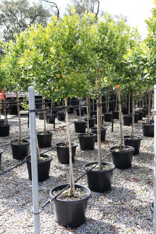 Rows of young Citrus Cumquat 'Calamondin' (Standard) 16" Pot trees growing in a nursery setting with gravel flooring under sunlight.