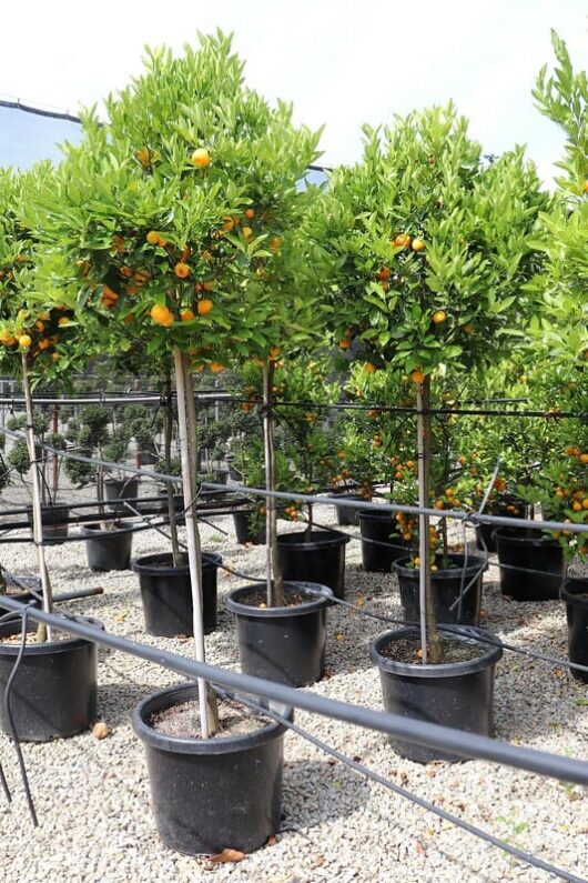 Potted Citrus Cumquat 'Calamondin' (Standard) 16" Pot trees with ripe fruit, supported by metal stakes, arranged in a nursery with a gravel floor under a greenhouse structure.