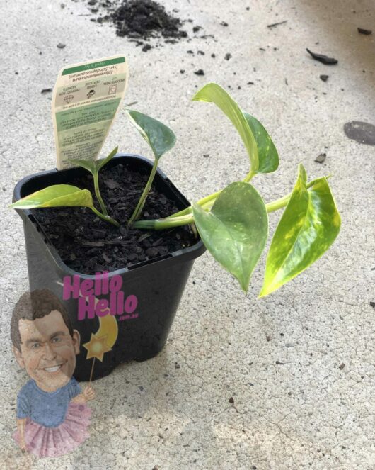 Epipremnum 'Devil's Ivy' 4" Pot with glossy leaves on a concrete surface, next to a plant tag and figurine with a cartoonish human face.