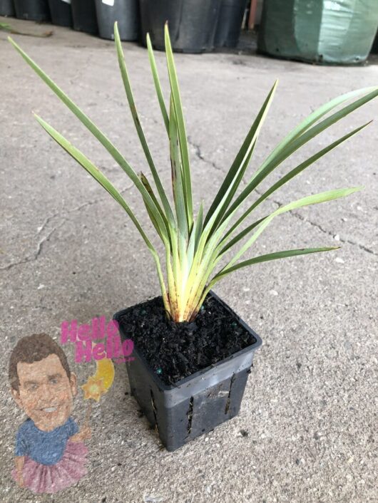 A young Dianella 'Cassa Blue®' Flax Lily plant in a small 3" black plastic pot, with a faded and worn "hello hello" greeting sticker on the ground next to it.