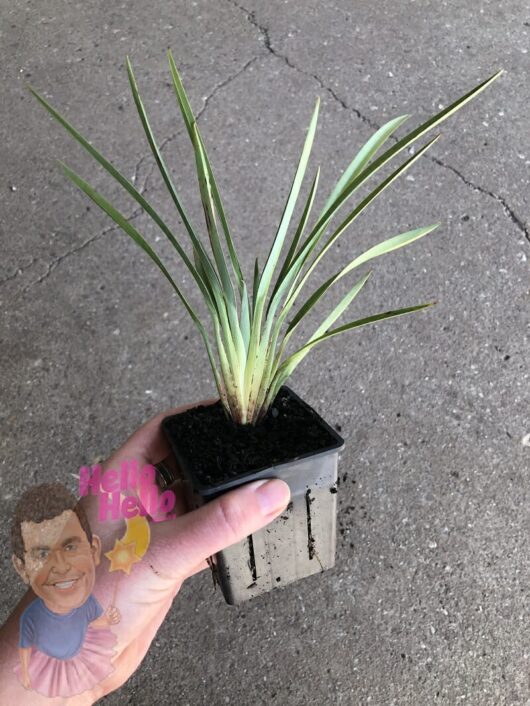 A person's hand holding a small Dianella 'Cassa Blue®' Flax Lily in a 3" pot with long, slender leaves, adorned with decorative stickers of animated faces and text.