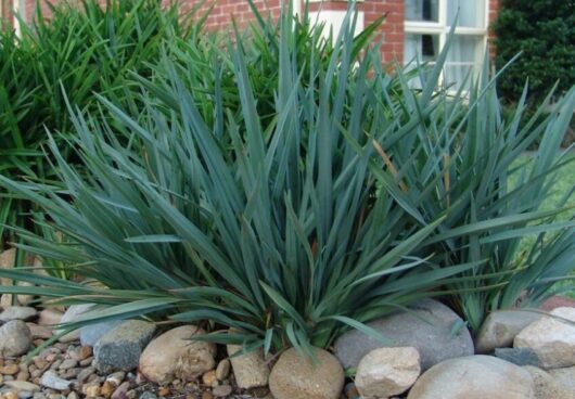 A cluster of lush, green Dianella 'Cassa Blue®' Flax Lily 3" Pot growing among scattered rocks in a garden with a red brick background.
