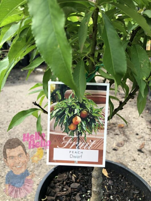 A potted Prunus 'Anzac' Peach (Dwarf) 7" Pot with a label showing an image of the Prunus 'Anzac' tree when mature, surrounded by green foliage.