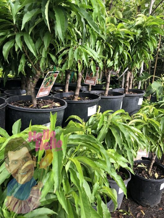Prunus 'Anzac' Peach (Dwarf) 7" Pot trees lined up in a nursery with a visible label and a watermark of a smiling man's face on the lower left.