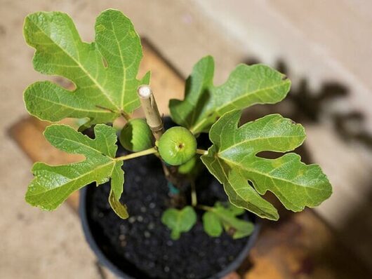 A young Ficus 'White Genoa' Fig 10" Pot tree with several leaves and two small green figs, growing indoors.