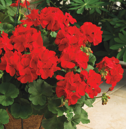 Bright red Geranium 'Big Red' 6" Pot blooming in a hanging basket with lush green foliage in the background.