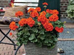 Geranium 'O' So Orange' 6" Pot in a woven basket planter on a brick patio, with a metal chair and cushion in the background.