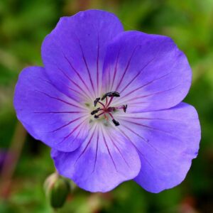 Close-up of a vibrant purple Geranium 'Rozanne' PBR 6" Pot flower with visible stamens and a blurred green background.