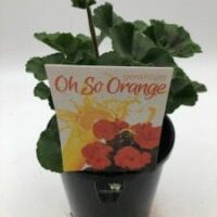 Geranium 'O' So Orange' 8" Pot