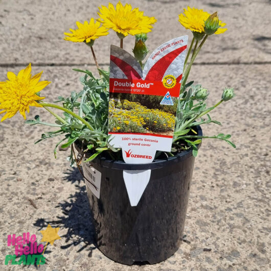 Gazania 'Double Gold™' 6" Pot