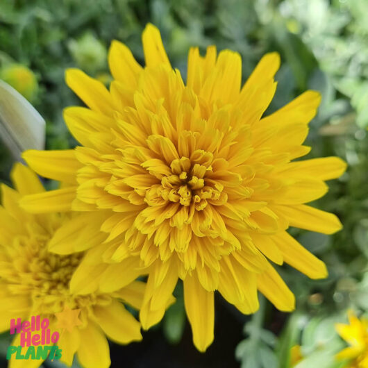 Gazania 'Double Gold™' 6" Pot