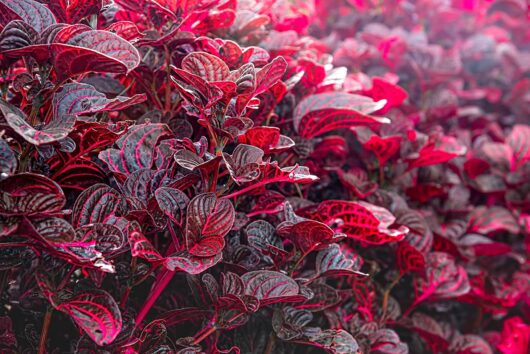 Iresine 'Bloodleaf' 8