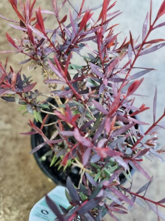 Melaleuca 'Claret Tops' 6" Pot