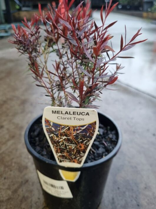 Melaleuca 'Claret Tops' 6" Pot