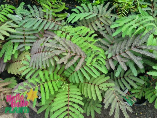 Albizia 'Persian Silk Tree' 13" Pot