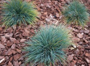 Hello Hello Plants Nursery Melbourne Victoria Australia Festuca glauca Blue Fescue Grass