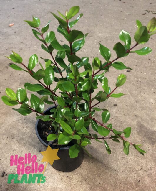 Metrosideros 'NZ Christmas Tree' Tahiti 6" Pot