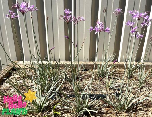 Tulbaghia 'Society Garlic' Variegated 3" Pot