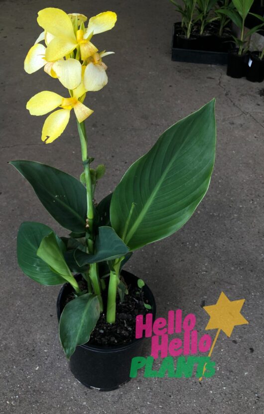 Canna Lily 'Dwarf Tropical Yellow' 8" Pot