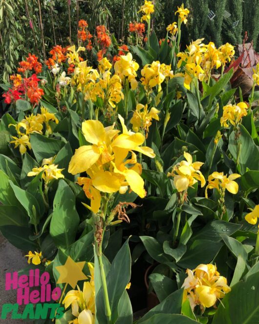 Canna Lily 'Dwarf Tropical Yellow' 8" Pot
