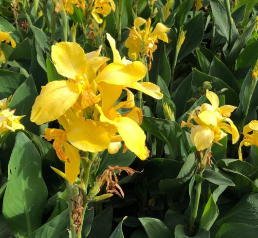 Canna Lily 'Dwarf Tropical Yellow' 8" Pot
