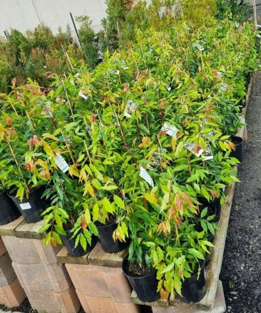 Waterhousia 'Weeping Lilly Pilly' 8" Pot Growers Flash Sale!