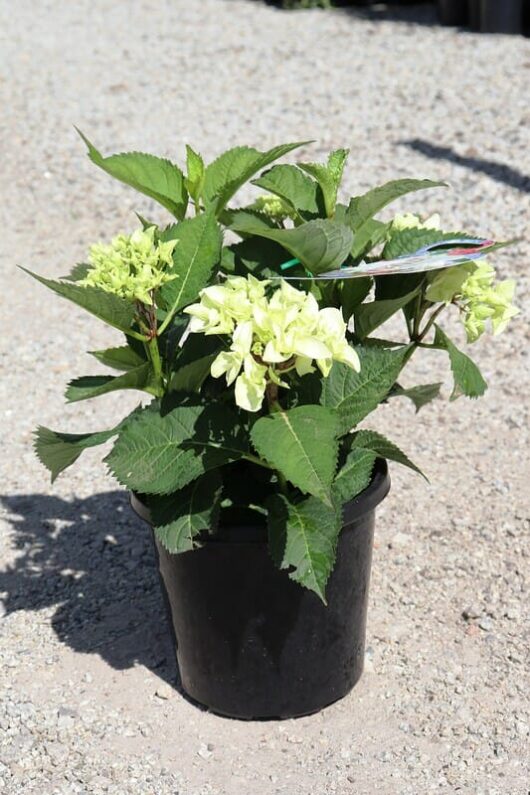 A Hydrangea macrophylla 'White' 8" Pot with lush green leaves and white blooms, sitting on a gravel surface under sunlight.