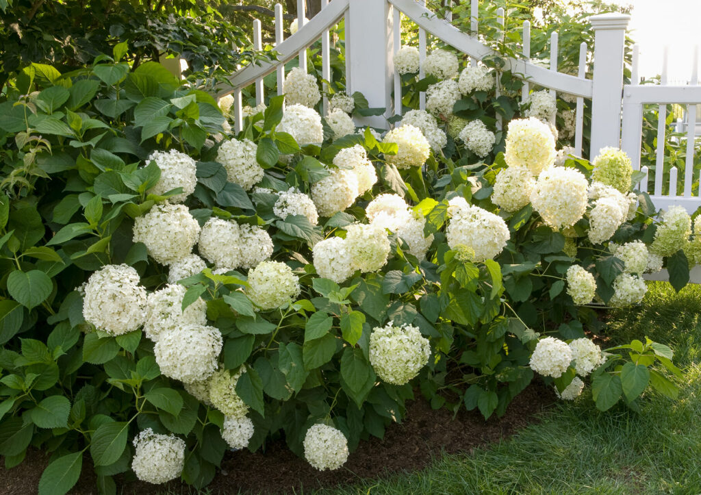 hydrangea macrophylla