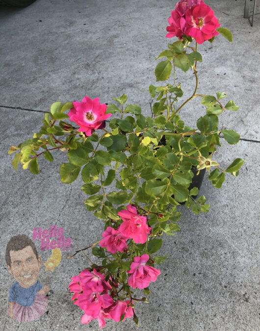 A potted Rose 'Pink' PBR Carpet Rose 8" Pot with bright rose pink flowers, situated on concrete, next to a decorative stone featuring a smiling face and the text "hello mello.