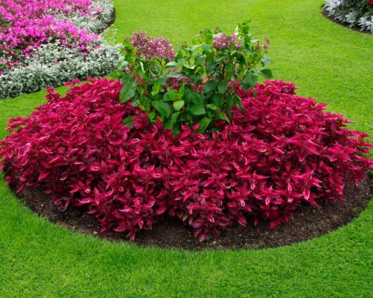 Vibrant garden bed with dark pink flowers surrounding an Iresine 'Bloodleaf' 6" Pot plant with purple blooms, set against a lush green lawn with more flowering plants in the background.