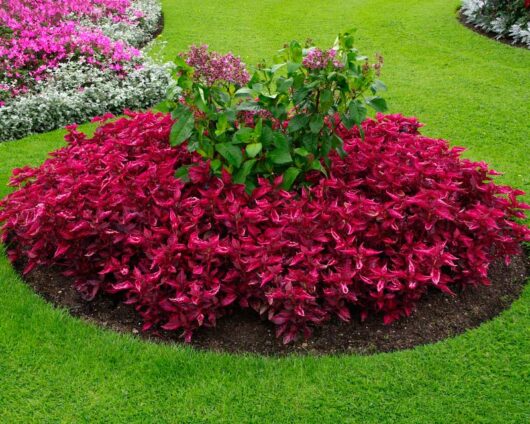 Vibrant garden bed with dark pink flowers surrounding an Iresine 'Bloodleaf' 6" Pot plant with purple blooms, set against a lush green lawn with more flowering plants in the background.