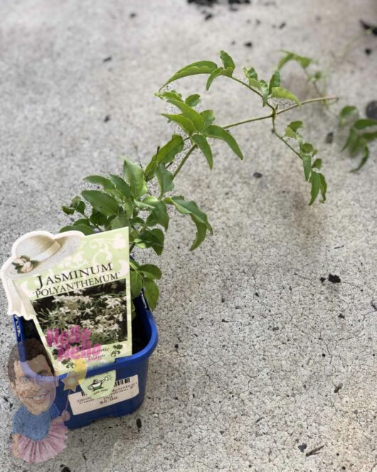 A Jasminum 'Common White Jasmine' 4" Pot set on a concrete surface, with a label showing "Jasminum polyanthum." The jasmine has extended growth stretching out of the pot.