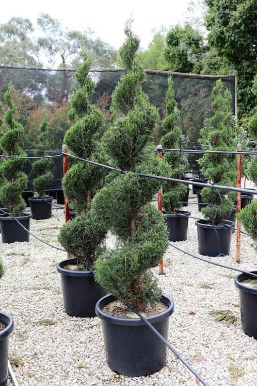 Juniperus 'Spartan' Conifer (Spiral) 20" Pot topiary trees in 20" black pots arranged on a gravel surface, with a mist irrigation system visible.