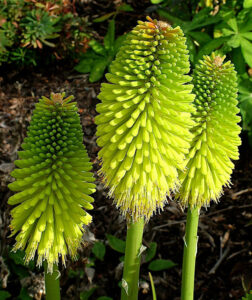 Two vibrant green Kniphofia 'Limelight' 6" Pot plants against a dark leafy background.