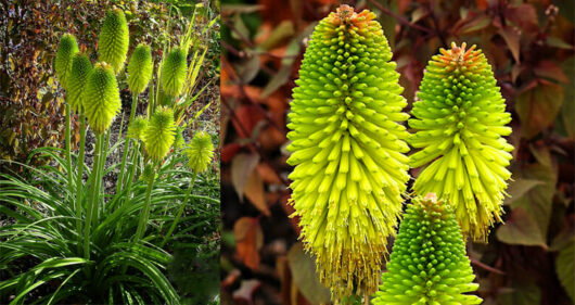 Two images of Kniphofia 'Limelight' 6" Pot plants, showing vivid green buds on the left among lush foliage and detailed close-up of cone-shaped green flowers on the right.