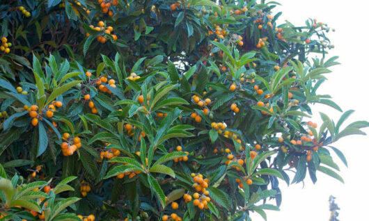 Eriobotrya japonica 'Loquat Tree' 10" Pot dense with clusters of ripe, orange fruits amidst glossy green leaves.