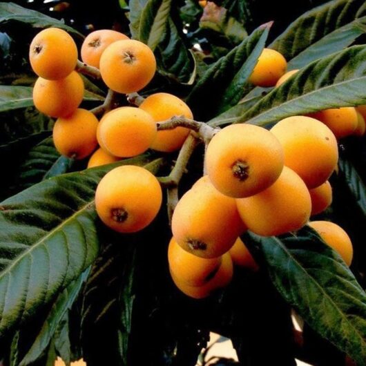 Ripe orange loquat fruits clustered on a branch of an Eriobotrya japonica 'Loquat Tree' 10" Pot with green leaves.