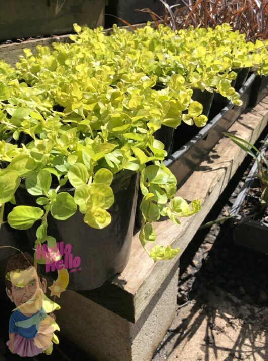 Bright yellow-green Lysimachia 'Creeping Jenny' plants growing in a row of outdoor planters, with a small cartoonish gnome sticker on one pot.