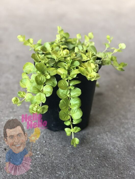 A small black Lysimachia 'Creeping Jenny' 6" Pot filled with bright green Creeping Jenny plants, sitting on a concrete surface with a cartoon sticker saying "hello hello.